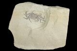 Miocene Pea Crab (Pinnixa) Fossil - California #177045-1